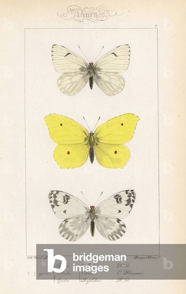 Lofty bath white, Pontia callidice, brimstone, Gonepteryx rhamni, and bath white, Pontia daplidice. Handcoloured steel engraving by the Pauquet brothers after an illustration by Alexis Nicolas Noel from Hippolyte Lucas' Natural History of European Butterflies, Histoire Naturelle des Lepidopteres d'Europe, 1864.