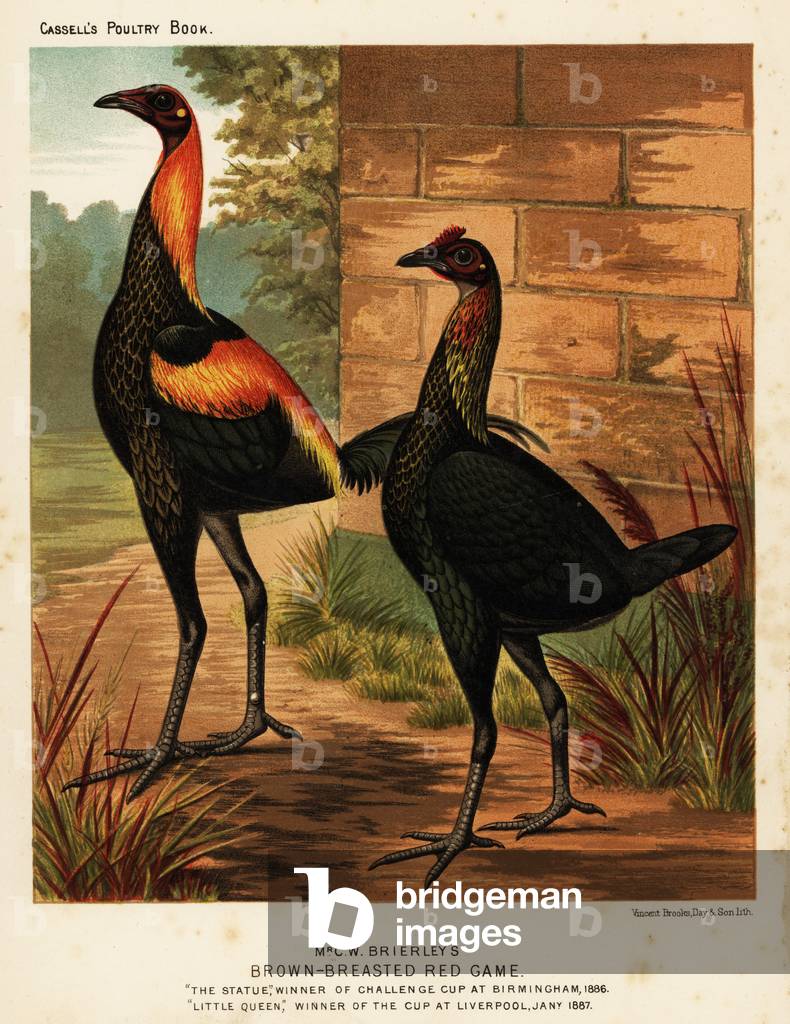 Brown-breasted red game birds, 1890 (chromolithograph)