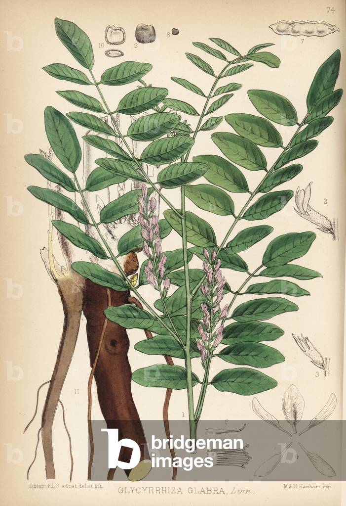 Licorice or liquorice, Glycyrrhiza glabra. Handcoloured lithograph by Hanhart after a botanical illustration by David Blair from Robert Bentley and Henry Trimen's Medicinal Plants, London, 1880.