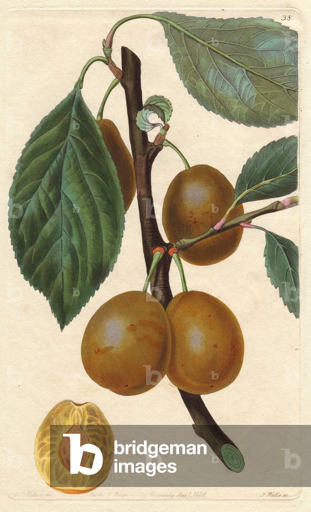 White imperative plum (common plum variety). Lithograph after the illustration of Augusta Withers (1793-1877), published in the “Pomology Magazine” (1828-1830) by John Lindley (1795-1865). White imperatrice plum, Prunus domestica. Illustration by Mrs. Withers. Handcoloured copperplate engraved by S. Watts from J. Lindley's “” Pomological Magazine,” London, 1828-1930.