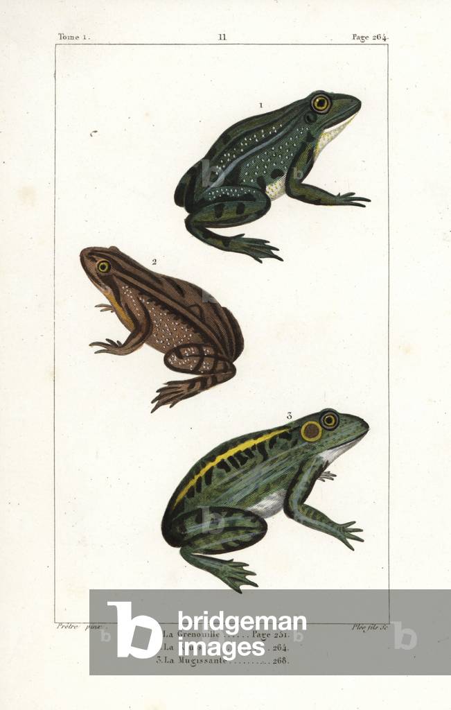 Common European frog, Rana temporaria 1,2, and American bullfrog, Rana catesbeiana 3. Handcoloured copperplate engraving by Pee Jr. after an illustration by Jean-Gabriel Pretre from Bernard Germain de Lacepede's Natural History of Oviparous Quadrupeds, Snakes, Fish and Cetaceans, Eymery, Paris, 1825.