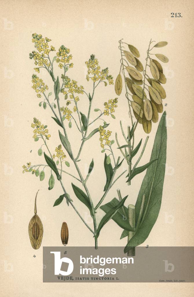 Dyer's woad, Isatis tinctoria