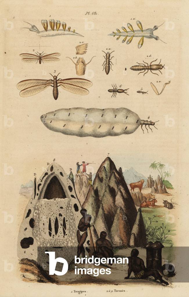 Harvester termite and mounds, Microhodotermes species, and sea slug, Tergipes tergipes