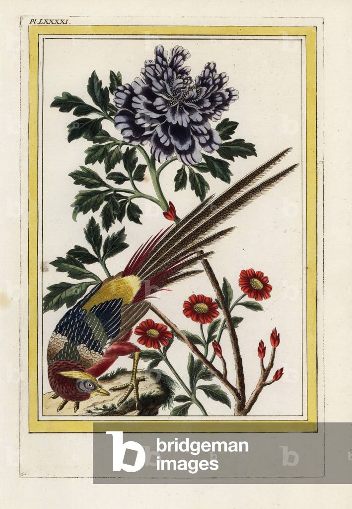 The Peony Tree the Mutton has purple flowers. Moutan tree peony, Paeonia species. Handcoloured etching from Pierre Joseph Buchoz 'Precious and illuminated collection of the most beautiful and curious flowers, grown both in the gardens of China and in those of Europe, Paris, 1776.