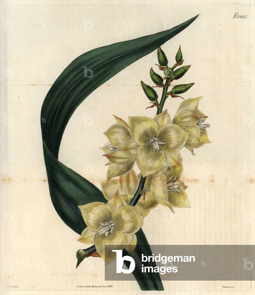 Pruinee leaf and stem with pale yellow flowers of a Yucca Glauca. Ornamental plant, perennial, native to Carolina (USA). Illustration by John Curtis (entomologist), engraving by Weddell. Eau forte in The Curtis Botanical Magazine, by Samuel Curtis, 1826, with the help of William Jackson Hooper, professor of botany at the University of Glascow (Scotland).