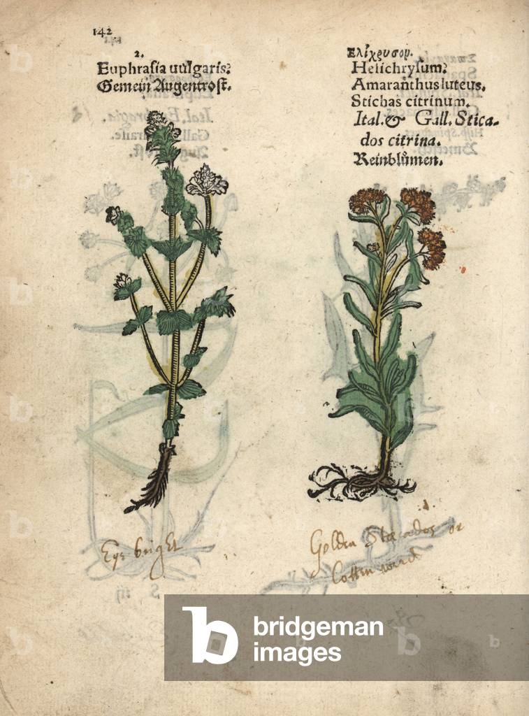 Eyebright, Euphrasia rostkoviana, and health-all, Stachys citrina. Handcoloured woodblock engraving of a botanical illustration from Adam Lonicer's Krauterbuch, or Herbal, Frankfurt, 1557. This from a 17th century pirate edition or atlas of illustrations only, with captions in Latin, Greek, French, Italian, German, and in English manuscript.