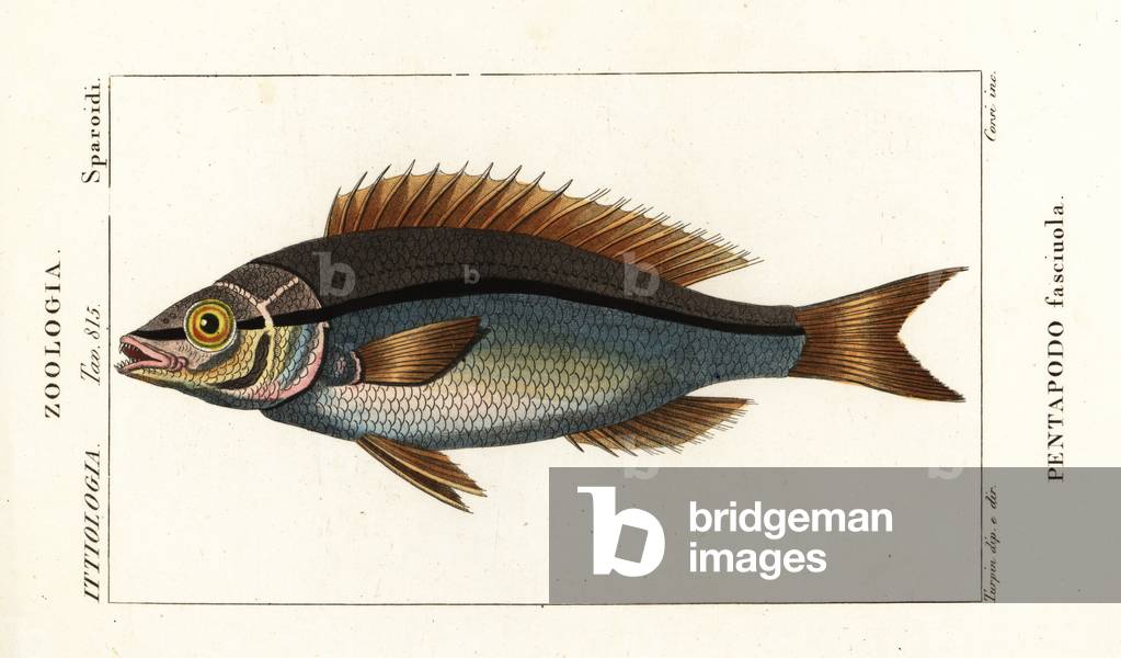 Threadfin bream, Pentapodus fasciuola