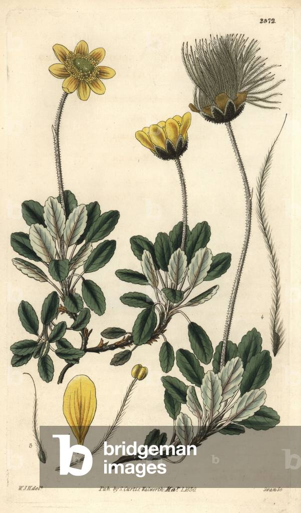 Drummond's Dryad (Dryas drummondii) - Illustration by William Jackson Hooper (1785-1865), etched by Swan, for the botanical magazine of William Curtis, 1829