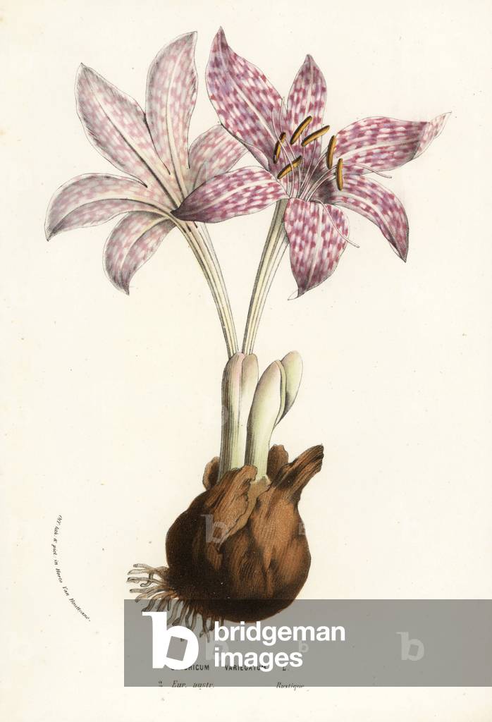 Variegated meadow saffron, Colchicum variegatum. Handcoloured lithograph from Louis van Houtte and Charles Lemaire's Flowers of the Gardens and Hothouses of Europe, Flore des Serres et des Jardins de l'Europe, Ghent, Belgium, 1856.
