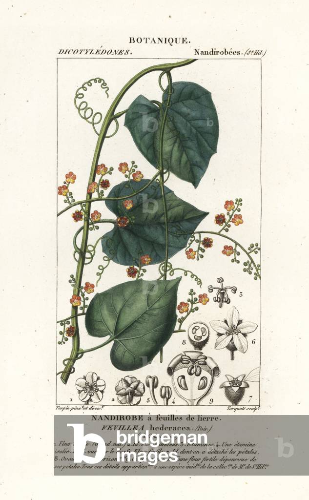 Javillo or antidote caccoon, Fevillea cordifolia