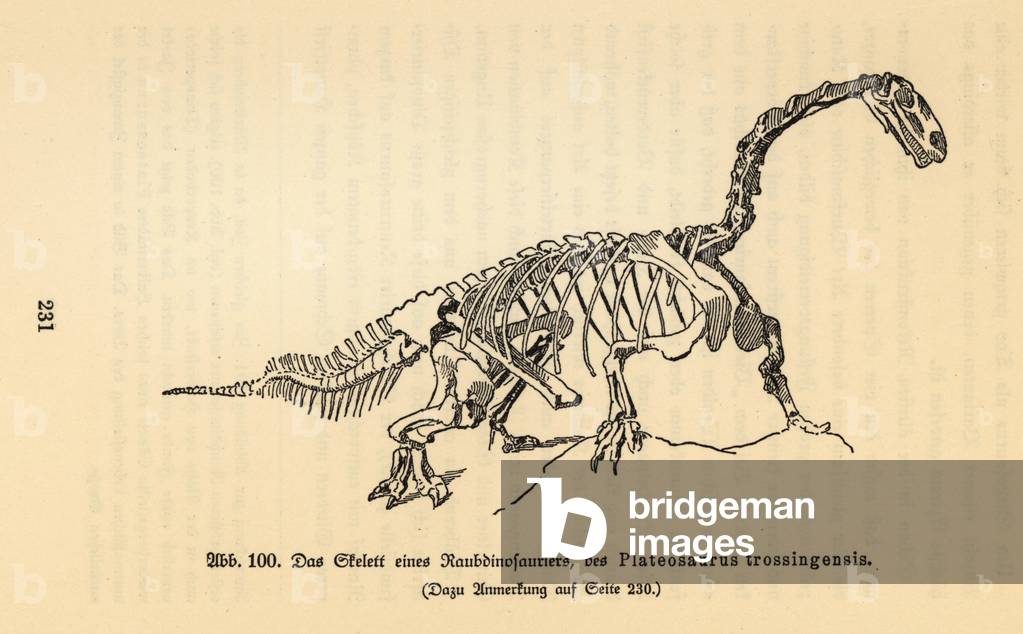 Fossil skeleton of an extinct Plateosaurus trossingensis.