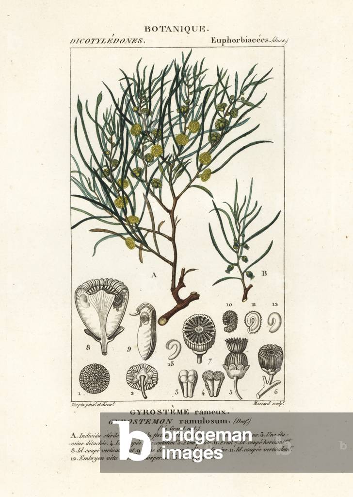 Gyrostemon ramulosus tree