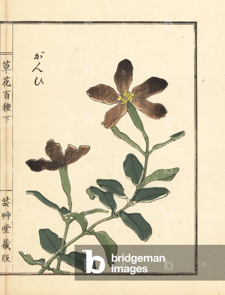 Ganpi or catchfly, Lychnis species (silene) Handcoloured woodblock print by Kono Bairei from Kusa Bana Hyakushu (One Hundred Varieties of Flowers).