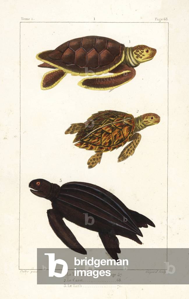 Green sea turtle, Chelonia mydas (endangered), loggerhead, Caretta caretta (endangered), and leatherback turtle, Dermochelys coriacea (critically endangered). Handcoloured copperplate engraving by Jean Baptiste Guyard after an illustration by Jean-Gabriel Pretre from Bernard Germain de Lacepede's Natural History of Oviparous Quadrupeds, Snakes, Fish and Cetaceans, Eymery, Paris, 1825.