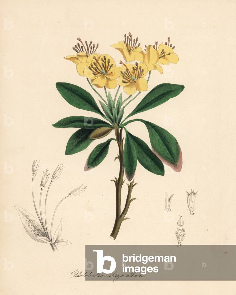 Yellow-flowered rhododendron variete - Golden-flowered rhododendron, Rhododendron aureum (Rhododendron chrysanthum). Handcoloured zincograph by C. Chabot drawn by Miss M. A. Burnett from her “” Plantae Utiliores: or Illustrations of Useful Plants,”” Whittaker, London, 1842. Miss Burnett drew the botanical illustrations, but the text was chiefly by her late brother, British botanist Gilbert Thomas Burnett (1800-1835).