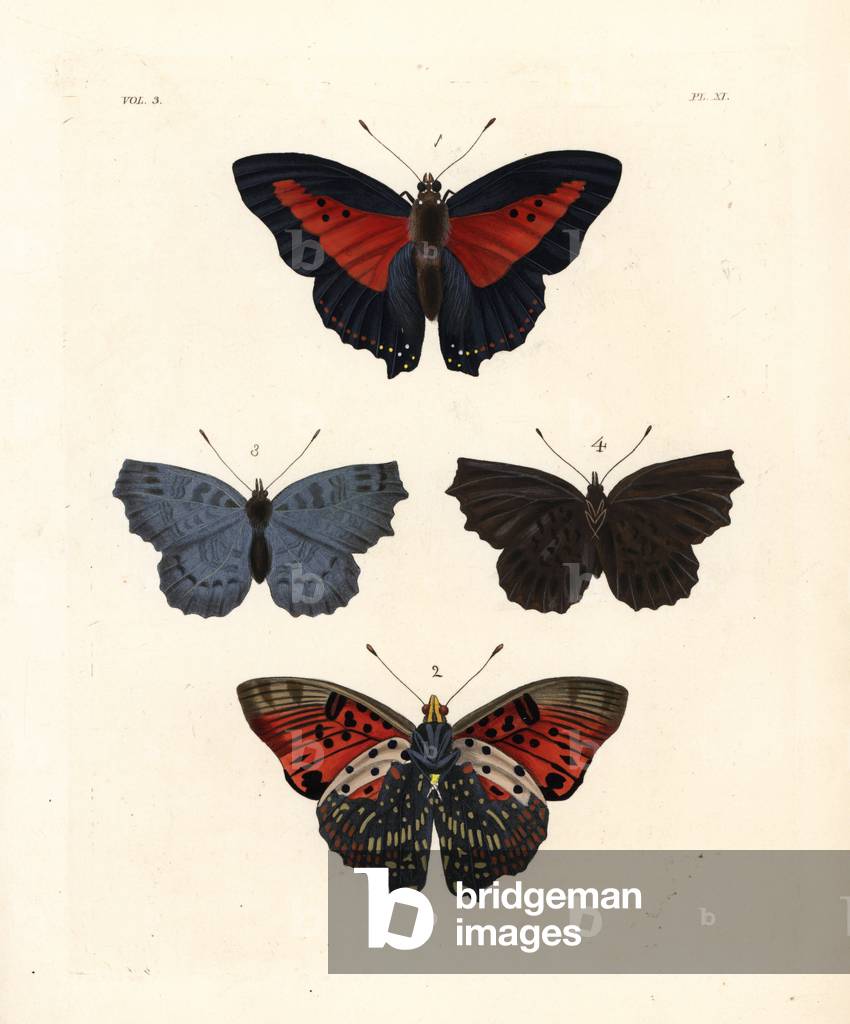 Shining red charaxes, Charaxes zingha, Nymphalis Charaxes berenice, upper side 1, under side 2, and Biblis ariadne? butterfly 3.4. Handcoloured lithograph from John O. Westwood's new edition of Dru Drury's “” Illustrations of Exotic Entomology,”” Bohn, London, 1837.