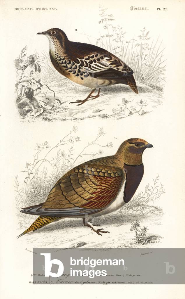 Pin-tailed sandgrouse, Pterocles alchata, and buttonquail, Turnix sylvaticus. Handcoloured engraving by Fournier after an illustration by Edouard Travies from Charles d'Orbigny's Dictionnaire Universelle d'Histoire Naturelle (Dictionary of Natural History), Paris, 1849.