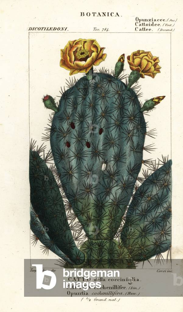 Prickly pear, Nopalea cochenillifera