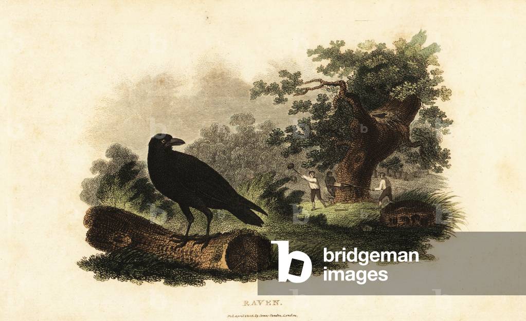 Male raven watching men cut down an oak tree with saw, mallet and wedges