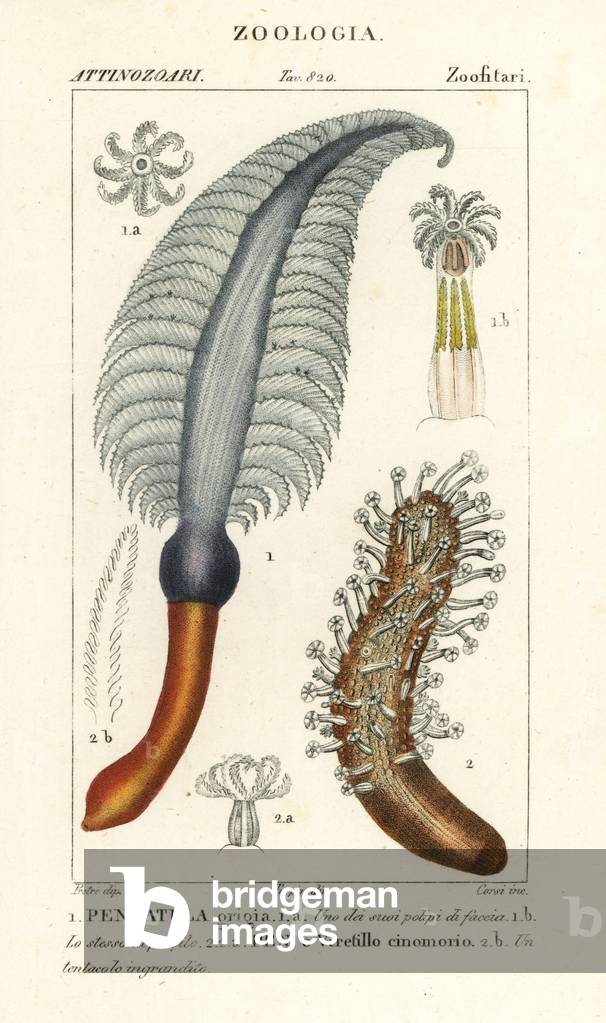Sea pen species