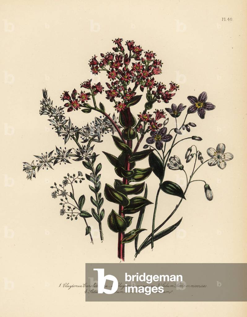 Carolinian claytonia, Claytonia caroliniana, Virginian claytonia, Claytonia virginica, houseleek-like stonecrop, Sedum semper-vivoides, ternate-leaved stonecrop, Sedum ternatum, and blue-flowered stonecrop, Sedum caeruleum. Handfinished chromolithograph by Henry Noel Humphreys after an illustration by Jane Loudon from Mrs. Jane Loudon's Ladies Flower Garden of Ornamental Perennials, William S. Orr, London, 1849.