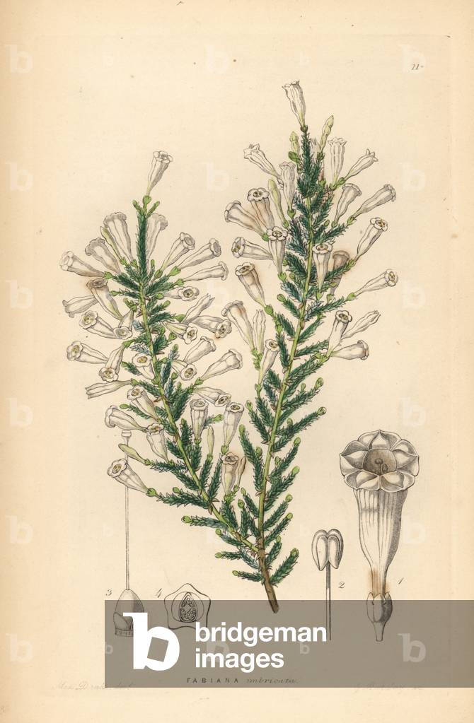 Fabiane nested - Imbricated fabiana, Fabiana imbricata. Handcoloured copperplate engraving by G. Barclay after