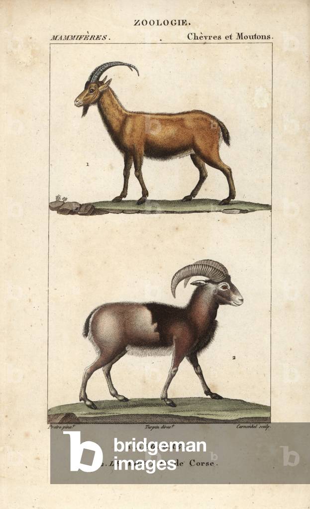 Egagre ou chevre sauvage et mouflon de Corse - Eau forte by Jean Gabriel Pretre (1780-1845), engraved by Carnonkel, for the dictionary of natural sciences: mammals by Frederic Cuvier, edited by Pierre Jean Francois Turpin (1775-1840), published by F.G.Levrault, a Paris, 1816