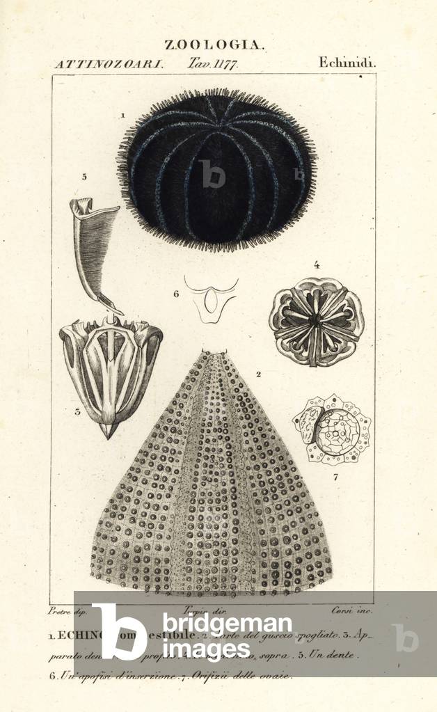 European edible sea urchin or common sea urchin, Echinus esculentus Echino commestibile