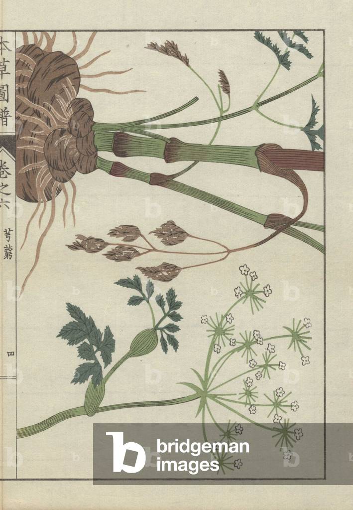Snowparsley or cnidium plant. Cnidium officinale. Senkyou.