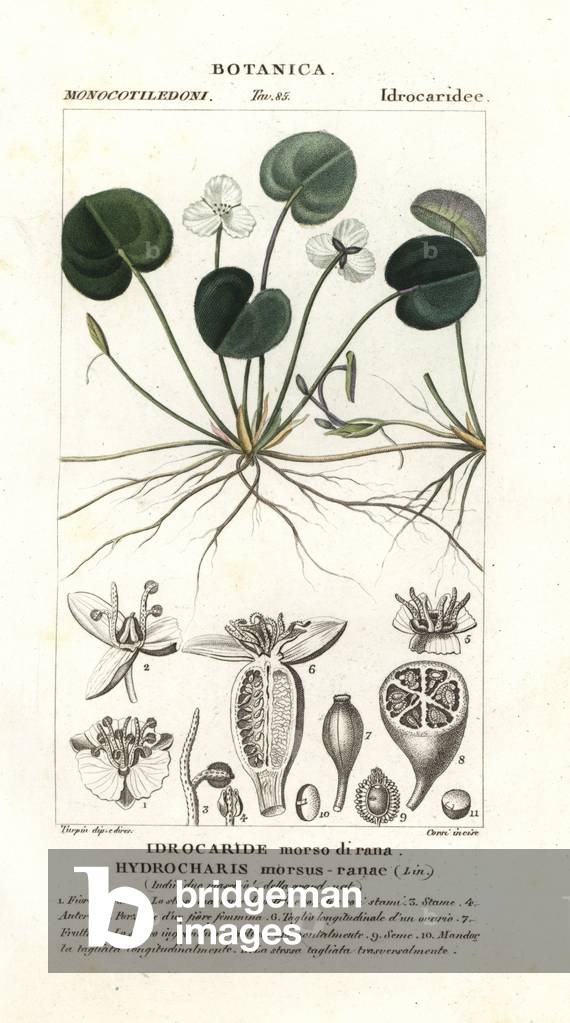 Frogbit, Hydrocharis morsus-ranae