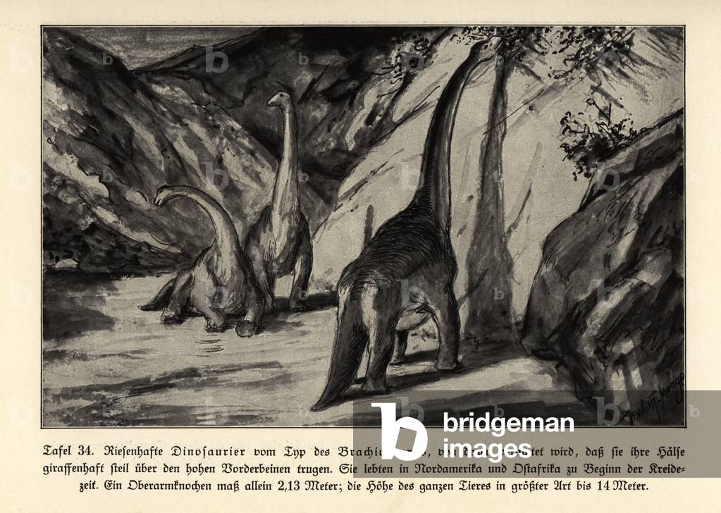 Reconstruction of extinct giant dinosaur Brachisaurus.