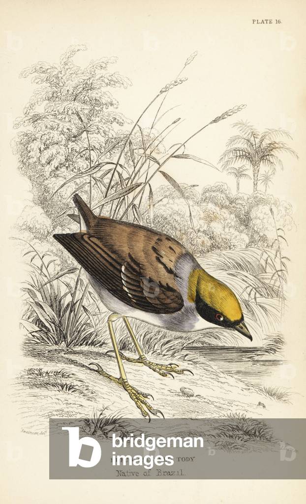 Rufus-crowned tody-flycatcher, Poecilotriccus ruficeps (Rufus crowned tody, Conopophaga ruficeps). Handcoloured steel engraving by William Lizars after an illustration by William Swainson from Sir William Jardine's Naturalist's Library: Ornithology: Flycatchers, Edinburgh, W.H. Lizars, 1836.
