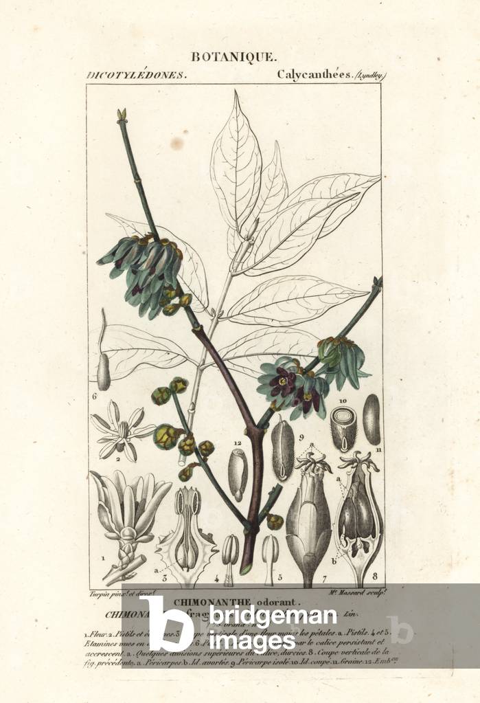 Wintersweet or Japanese allspice, Chimonanthus praecox