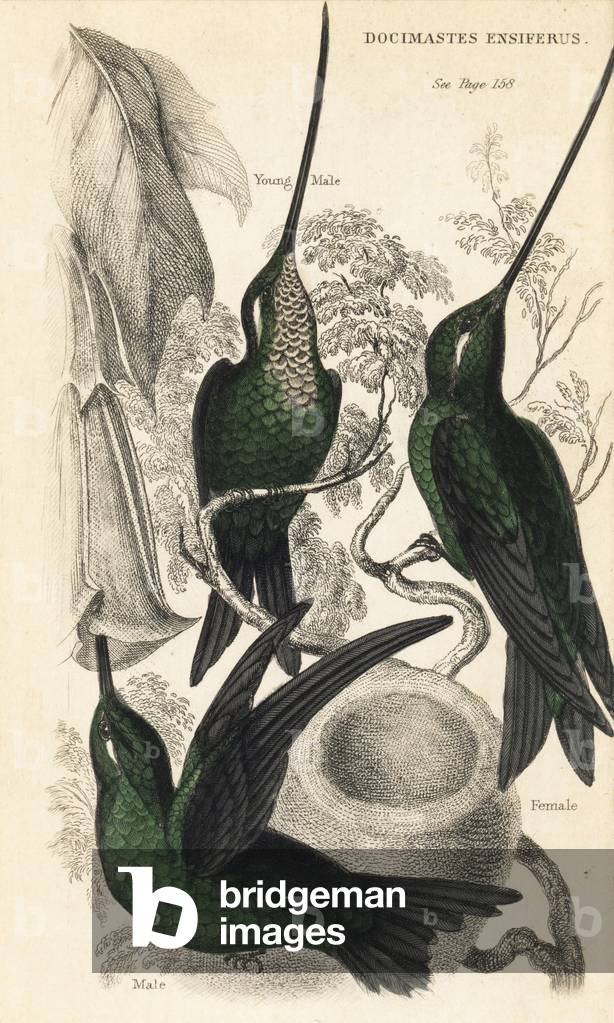 Sword-billed hummingbird, Ensifera ensifera (Docimastes ensiferus). Male, female and young male. Handcoloured steel engraving from W.C.L. Martin's A General History of Humming-birds or the Trochilidae.