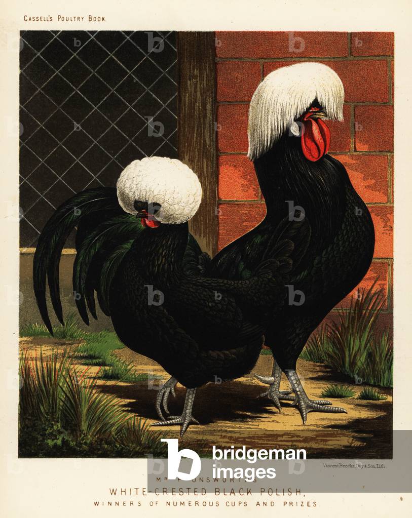 White-crested black Polish chickens, 1890 (chromolithograph)