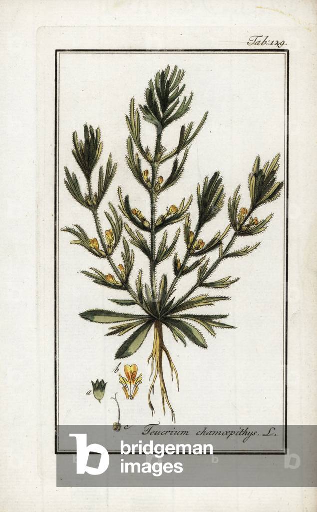 Bugle bun or ivette (Ajuga chamaepitys). Lithograph from “Afbeelding der Artseny-Gewassen” by Johannes Zorn (1739-1799), Netherlands, 1796. Yellow bugle, Ajuga chamaepitys, native to Europe and north Africa. Handcoloured copperplate botanical engraving from J. Zorn's “Afbeelding der Artseny-Gewassen,” Amsterdam, 1796.