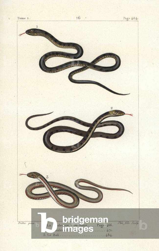 Aesculapian snake, Zamenis longissimus 1, grass snake, Natrix natrix 2, and South American pond snake, Pseudoryx plicatilis 3. Handcoloured copperplate engraving by Pee Jr. after an illustration by Jean-Gabriel Pretre from Bernard Germain de Lacepede's Natural History of Oviparous Quadrupeds, Snakes, Fish and Cetaceans, Eymery, Paris, 1825.