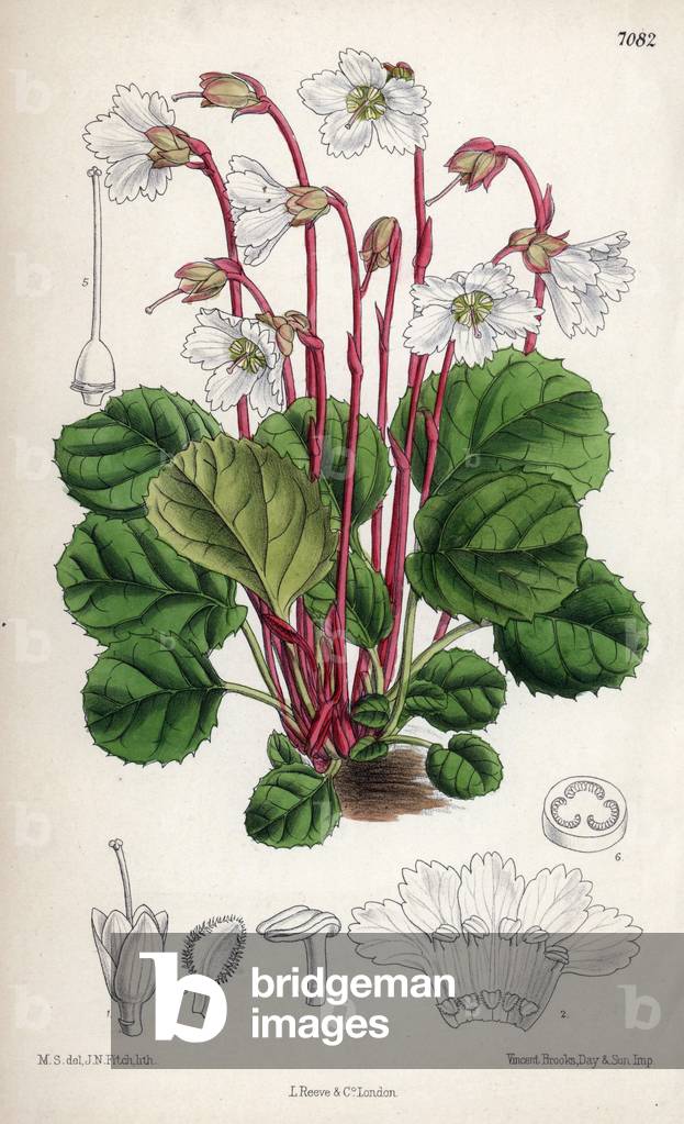 Shortia galacifolia, Oconee bells, native of Carolina (USA). Drawing by Matilda Smith (1854-1926), Lithography by John Nugent Fitch in Curtis Botanical Magazine, by Joseph Dalton Hooker, published in London, England, by L. Reeve and Co, 1889.