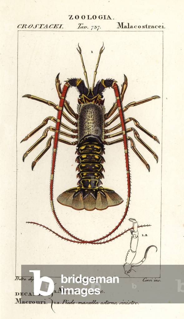 European spiny lobster, Palinurus elephas