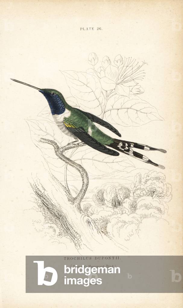 Sparkling-tailed woodstar, Tilmatura dupontii (Dupont's hummingbird, Trochilus dupontii). Handcoloured steel engraving by William Lizars from Sir William Jardine's Naturalist's Library: Ornithology: Hummingbirds, Edinburgh, W.H. Lizars, 1834.