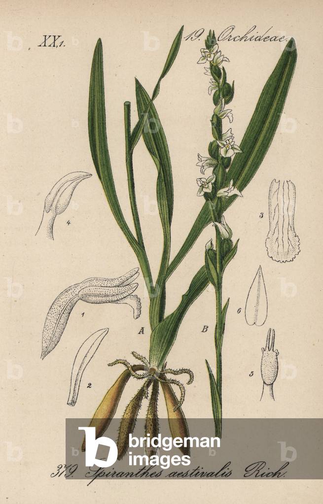 Summer spiranth - Summer ladys-tresses, Spiranthes aestivalis. Handcoloured lithograph from Diederich von Schlechtendal's German Flora (Flora von Deutschland), Jena, 1871.