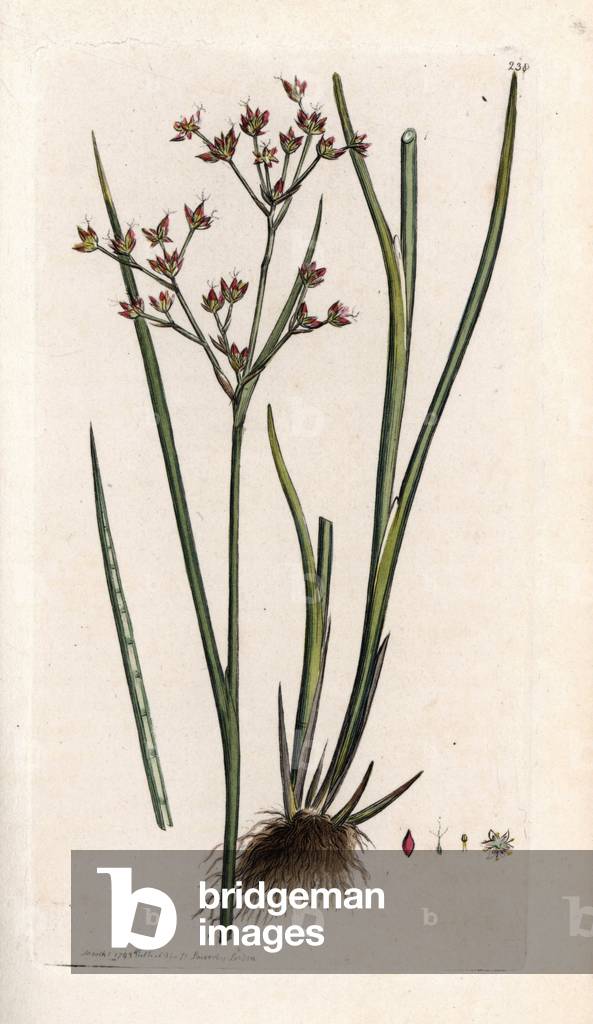 Juncus articulatus - Lithography based on a drawing by James Sowerby for Smith's English Botanical, published in London, England, 1792