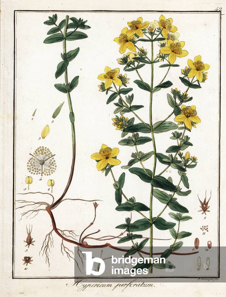 St. John's wort perfore (St. John's wort or officinal) - Lithograph by F. Guimpel, extracted from medical botany by Friedrich Gottlob Haynes (1763-1832), Berlin, 1822 - St. Johnswort, Hypericum perforatum - Handcoloured copperplate by F. Guimpel from Dr. F. G. Hayne's Medical Botany, Berlin, 1822