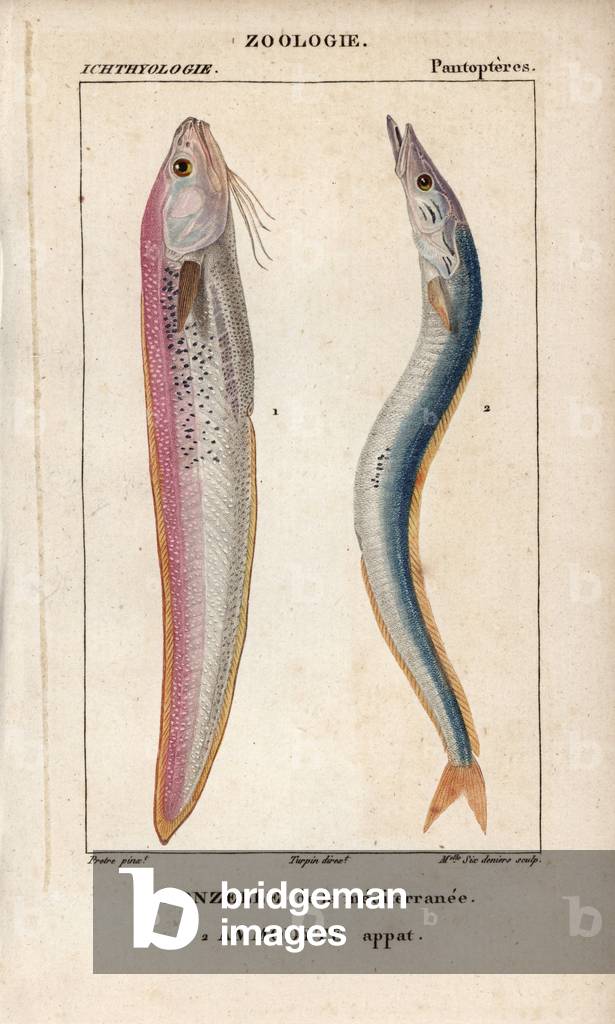 Snake blenny, mediterranean wench, ophidion barbatum, and sandeel, ammodyte bait, Ammodytes tobianus. Handcoloured copperplate stipple engraving from Jussieu's “” Dictionary of Natural Sciences”” 1816-1830. The volumes on fish and reptiles were edited by Hippolyte Cloquet, natural historian and doctor of medicine. Illustration by J.G. Pretre, engraved by Miss Sixdeniers, directed by Turpin, and published by F. G. Levrault.