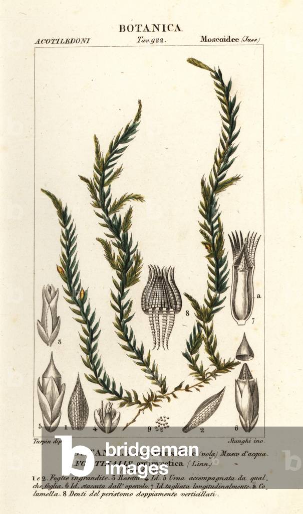 Antifever fontinalis moss, Fontinalis antipyretica