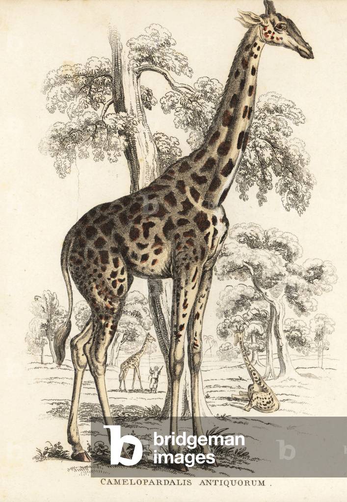 Kordofan giraffe, Giraffa camelopardalis antiquorum (Camelopardalis antiquorum). Handcoloured lithograph from 