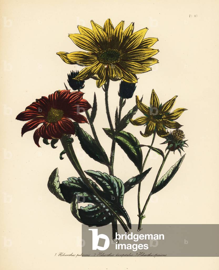 Downy sunflower, Helianthus pubescens, ten-petaled sunflower, Helianthus decapetalus, and showy sunflower, Helianthus speciosus. Handfinished chromolithograph by Henry Noel Humphreys after an illustration by Jane Loudon from Mrs. Jane Loudon's Ladies Flower Garden of Ornamental Perennials, William S. Orr, London, 1849.