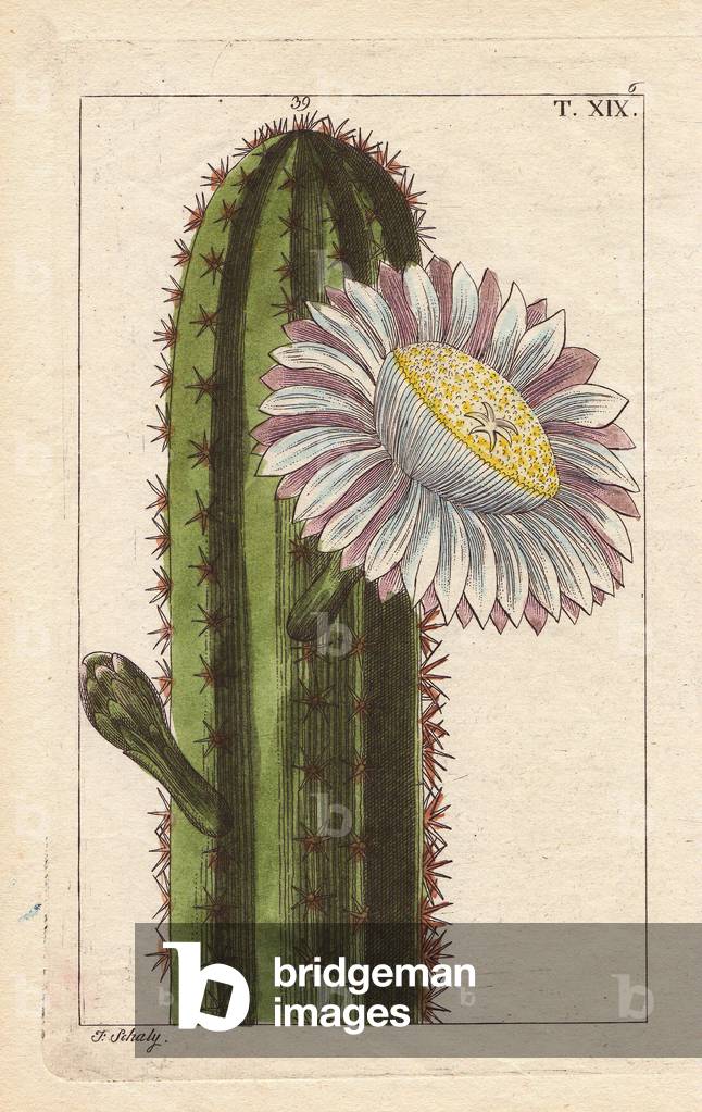 Peruvian cactus with large white flower, Cactus peruviana