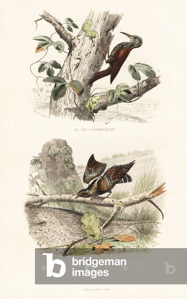 Eurasian treecreeper, Certhia familiaris, and Eurasian wryneck, Jynx torquilla. Handcoloured engraving on steel by Fournier after a drawing by Edouard Travies from Richard's “New Edition of the Complete Works of Buffon,”” Pourrat Freres, Paris, 1837.