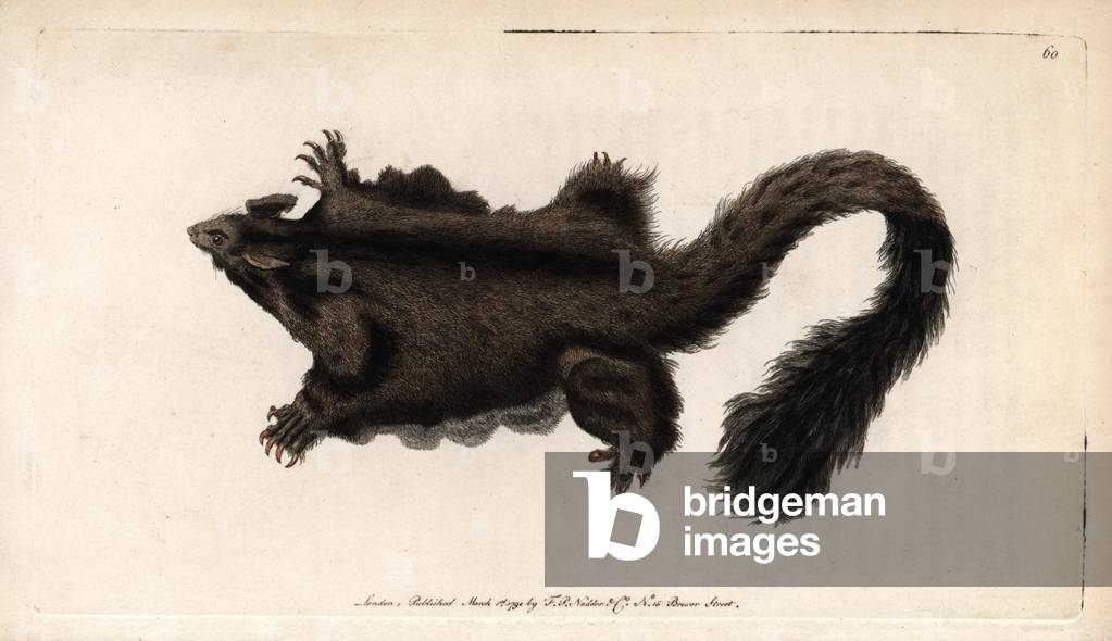 Flying Petaurist from Australia. Copper engraving by Frederick Polydor Nodder (1751-1801), drawing by M. Catton, for the naturalist collection, published in 1790 by George Shaw.Yellow bellied Glider or Southern petaurus (Petaurus australis), an arboreal and nocturnal gliding possum. Drawing by Mr. Catton. Handcolored copperplate engraving, by Frederick Polydor Nodder (1751-1801), artist and engraver, from George Shaw's “” Naturalist's Miscellany”” (1790).